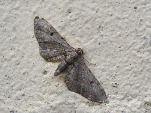 Eupithecia sp.